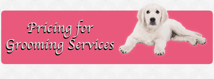 Schedule Dog Grooming near me