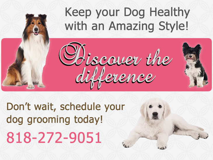 Schedule Dog Grooming near me