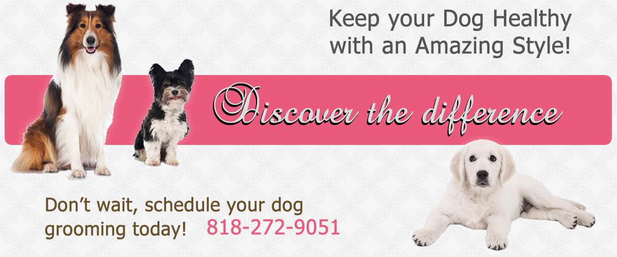 Schedule Dog Grooming near me